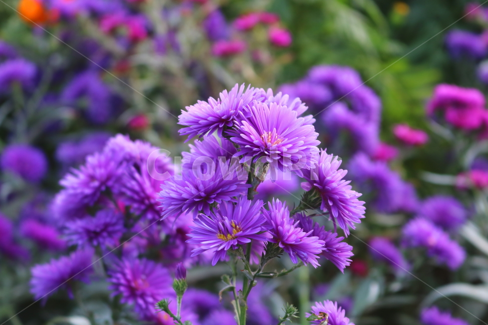 꽃,국화,국화꽃,식물,자연,소국화,야생화,식물,자연,plants,nature,꽃,flower