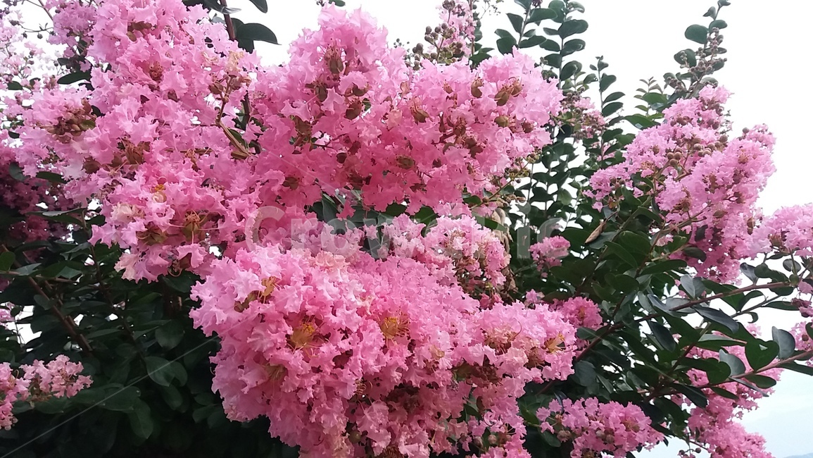백일홍,여름,분홍꽃,포근함,탐스러움