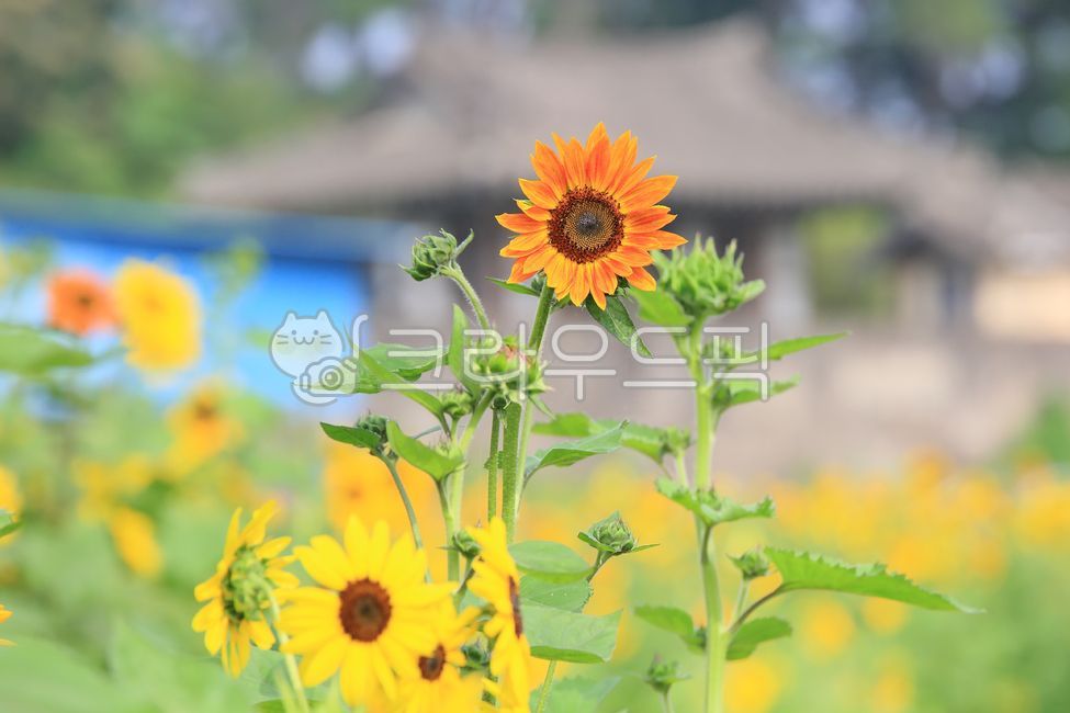 sky,nature,yellow,sunflower,summer,flower,sight,Emotion,Wallpapers