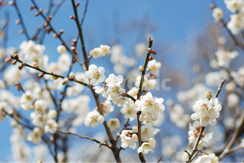 봄,꽃,봄배경,매화,봄꽃,분홍색,파란색,하늘,나무,flower,spring,꽃나무,식물,봄날,매화축제,계절,자연,예쁜,꽃축제,꽃망울,봄,계절,spring,season,식물,자연,plants,nature,꽃,flower,plant