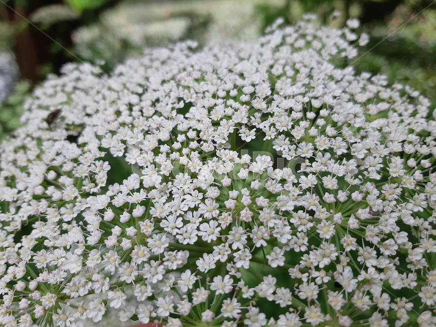 plant,식물,flower,꽃,접사,식물,자연,plants,nature,꽃,flower