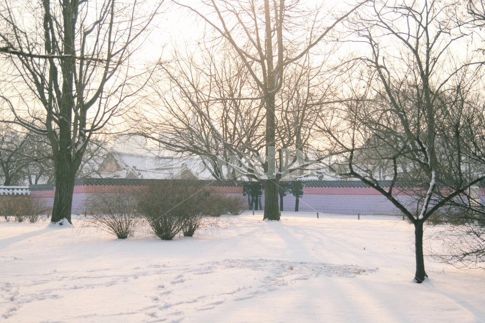 경복궁,겨울,풍경,자연,나무,한국,감성사진,겨울,계절,winter,season,한국전통,한국문화,korean traditional,korean culture,랜드마크,landmark,tourist attraction,한국랜드마크,한국관광지,한국명소,korea landmark,korea tourist attraction