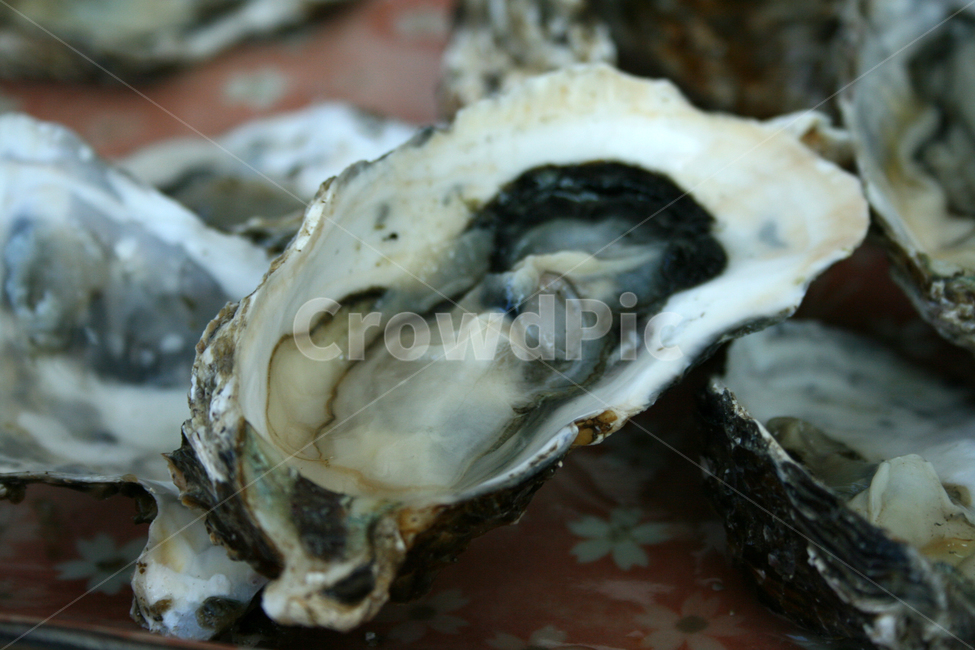 굴,해산물,음식,생굴,food,음식,식재료,요리,food,cook,meal,dishes,food reserves,수산물,해산물,fishery products,seafood
