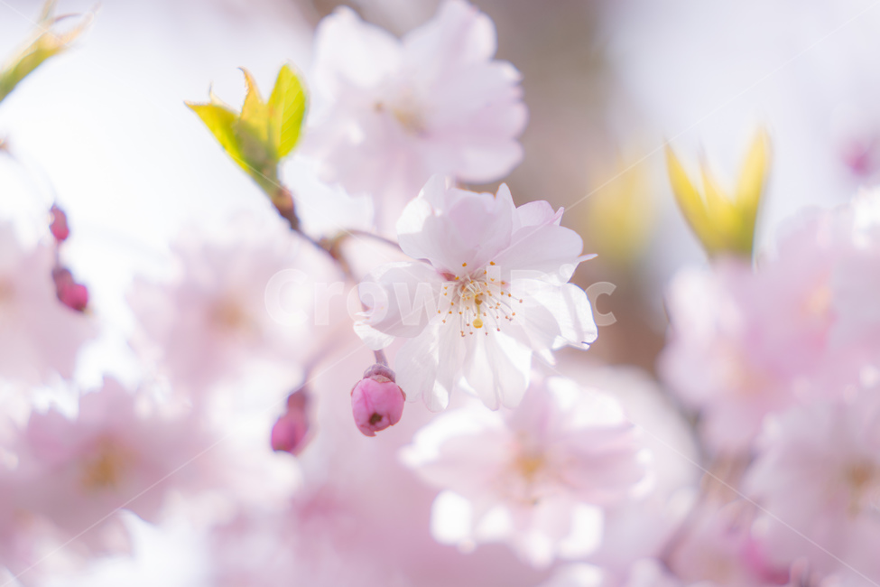 봄,벚꽃,사쿠라,분홍,꽃,꽃잎,나무,자연,봄,계절,spring,season,꽃,flower,plant,식물
