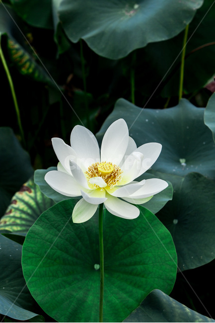 연꽃,연잎,습지,청초,무늬,자연,식물,자연,plants,nature,꽃,flower