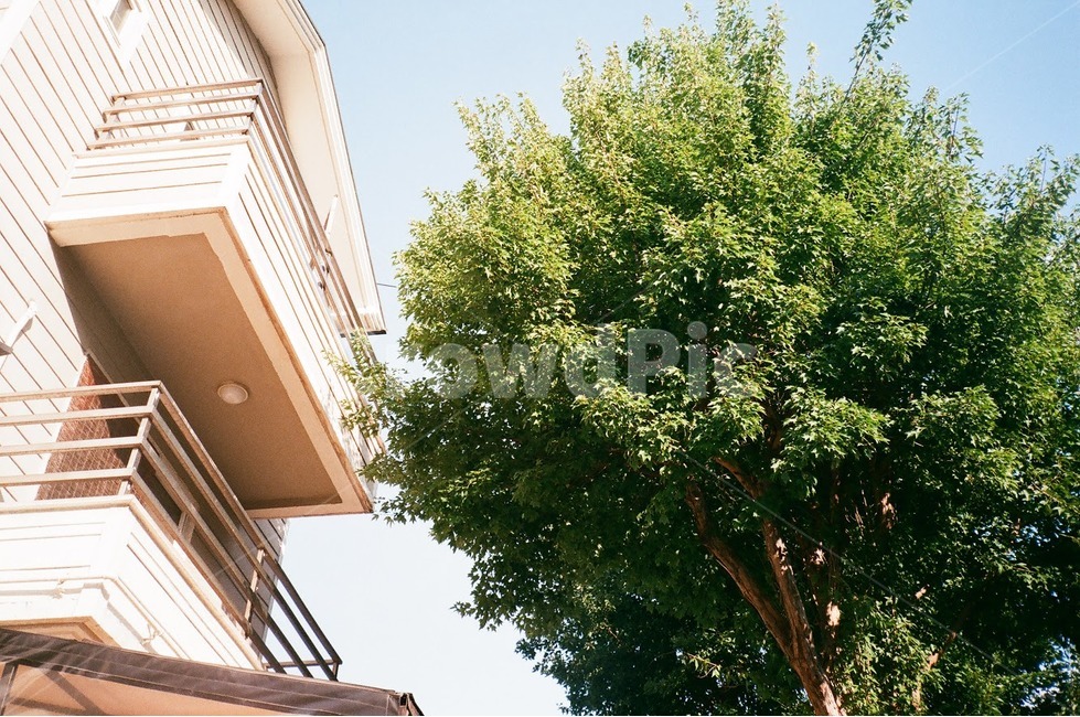 집,주택,house,tree,terrace,나무,흰집