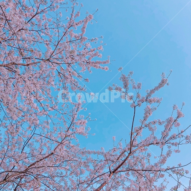 하늘,벚꽃,봄,꽃,식물,flower,sky,plant,cherryblossom,spring,자연,벚꽃나무,나무,가지,감성사진,플라워,계절,날씨,분홍색,하늘색