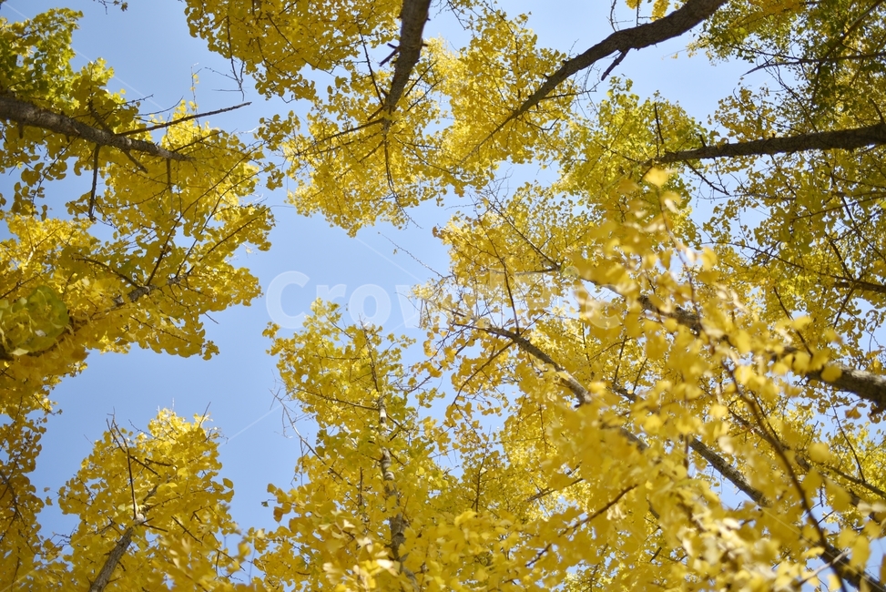 automne,ginkgo,은행나무,가을,yellow,노랑,가을,계절,fall,autumn,season,자연,풍경,nature,landscape,식물,plants,나무,trees,wood,tree,plant