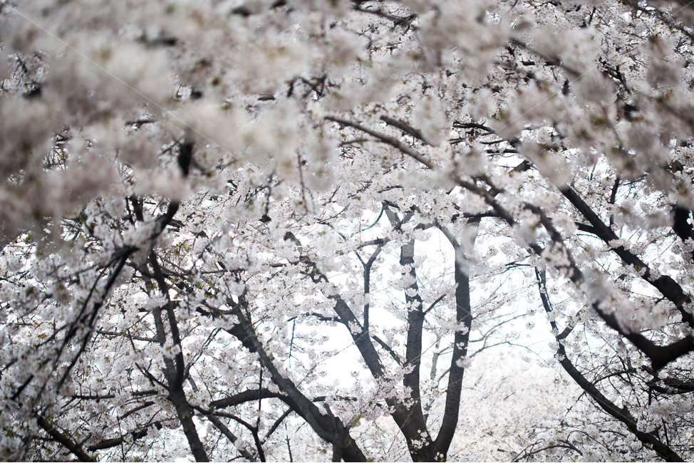 spring,cherryblossoms,pink,warm,벚꽃,분홍색,핑크색,봄,따듯함,nature,자연,outdoors,옥외,식물