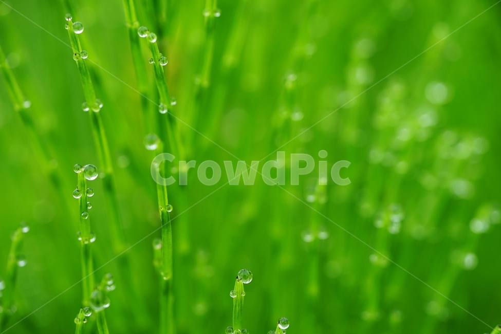 이슬,아침이슬,풀,쇠뜨기,유리구슬,식물,자연,plants,nature