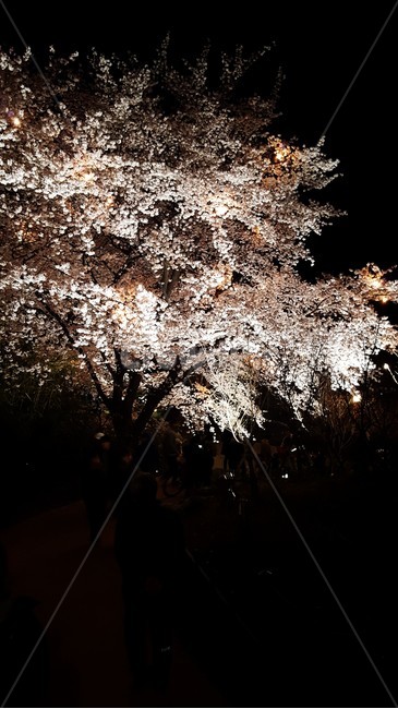 벚꽃,봄,어두운밤벚꽃구경,어두운밤,벚꽃구경