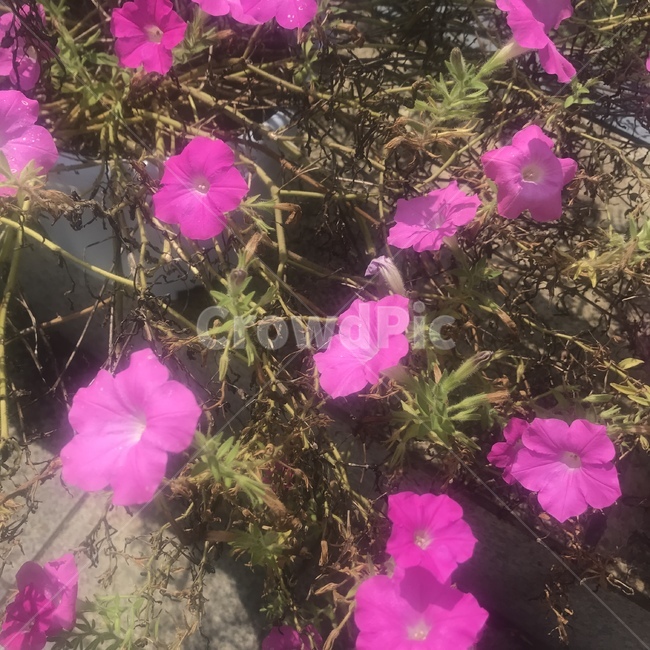 페퓨니아,꽃,flower,분홍꽃,herbs,꽃잎