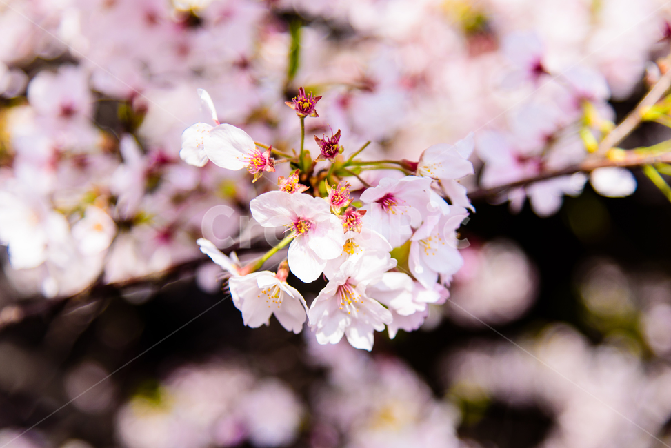 벚꽃,봄,봄꽃,꽃,식물,자연,핑크,핑크색꽃,계절,시즌,spring,春,スプリング,桜,벚나무,봄,계절,spring,season,식물,자연,plants,nature,꽃,flower,plant