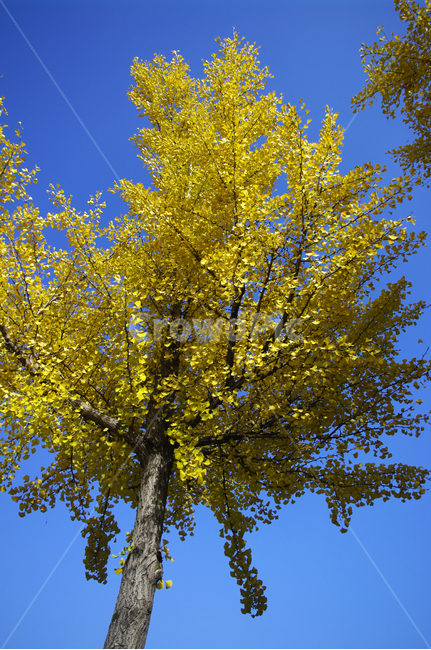 은행나무,가을,은행잎,식물,plant,하늘,가을,계절,fall,autumn,season,식물,자연,plants,nature,나무,trees,wood,tree,tree trunk,나무 줄기