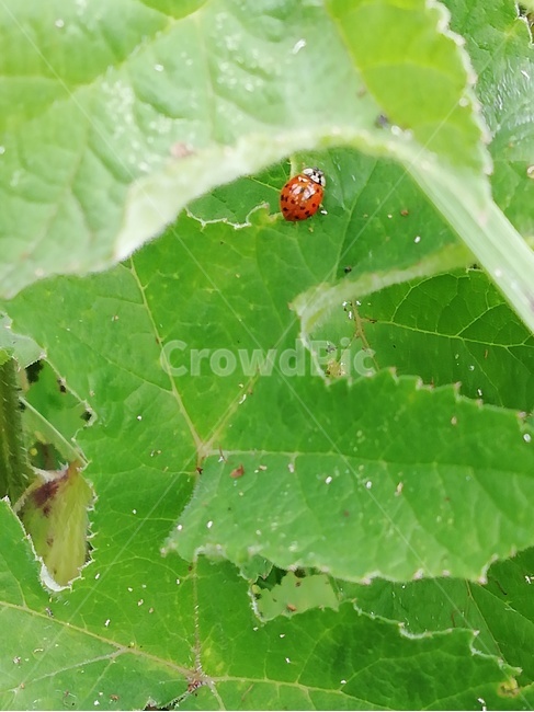 곤충,무당벌레,동물,무척추동물,insect,ladybug,ladybird,invertebrate,곤충,벌레,insect,bug