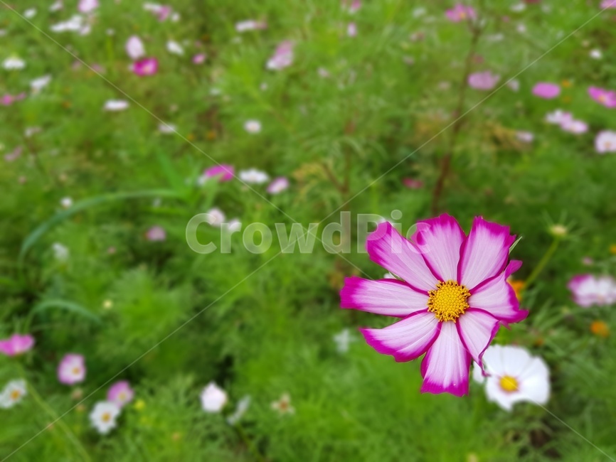 plant,식물,blossom,꽃,flower,코스모스,들꽃