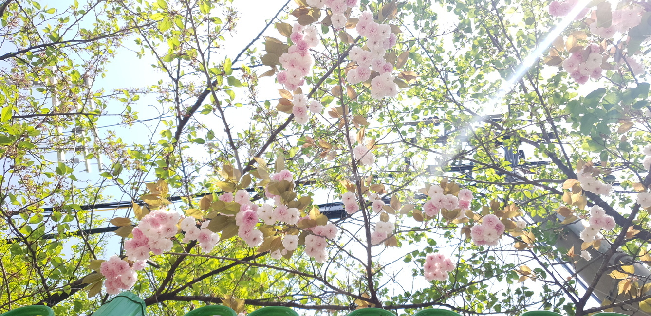 겹벚꽃,벚꽃,벚꽃들,꽃,4월