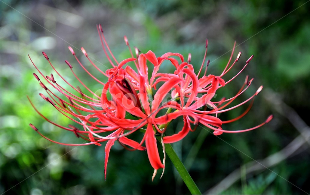 상사화,꽃,식물,가을,숲,그리움,식물,자연,plants,nature,꽃,flower