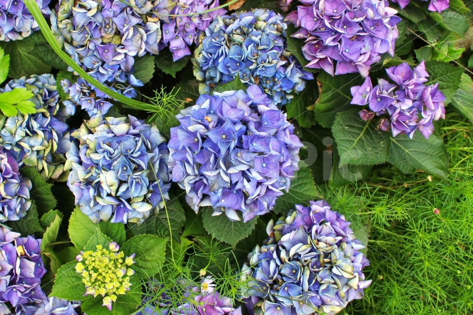 수국,꽃,색감,보정,봄,식물,자연,plants,nature,꽃,flower