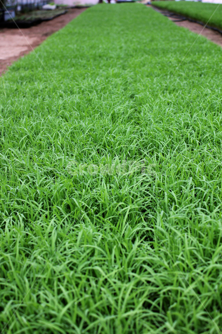 빗방울,wet,clean,closeup,drop,farm,field,fresh,grass,green,greenrice,grow,lawn,meadow,nature,nobody,outdoor,pattern,plant,rain,rice,spring,texture,water,waterdrop,초록색,물,녹색,그린,모,모내기,벼,싹,새싹,풀,잔디,풀밭,이슬,젖은,젖어있는,잔디밭,봄,비오는날,물방울,자연,블러,아웃포커스,포커스아웃,식물,농사,논농사,잎,잎사귀,나뭇잎,풀잎,식물,자연,plants,nature,비,비오는날,rain,rainy