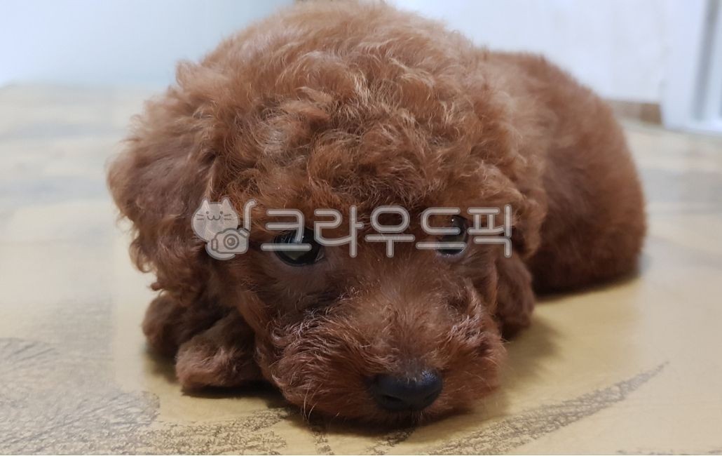 skinny poodle,poodle,cutie,puppy,toy poodle