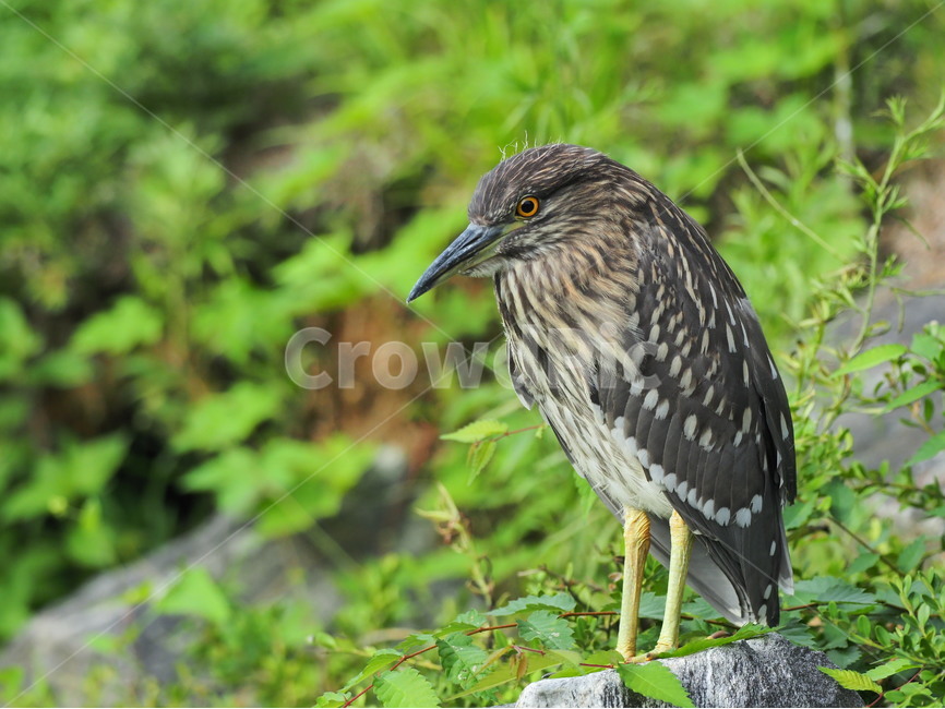 새,bird,해오라기,조류,자연,동물,동물,animal,조류,새,birds