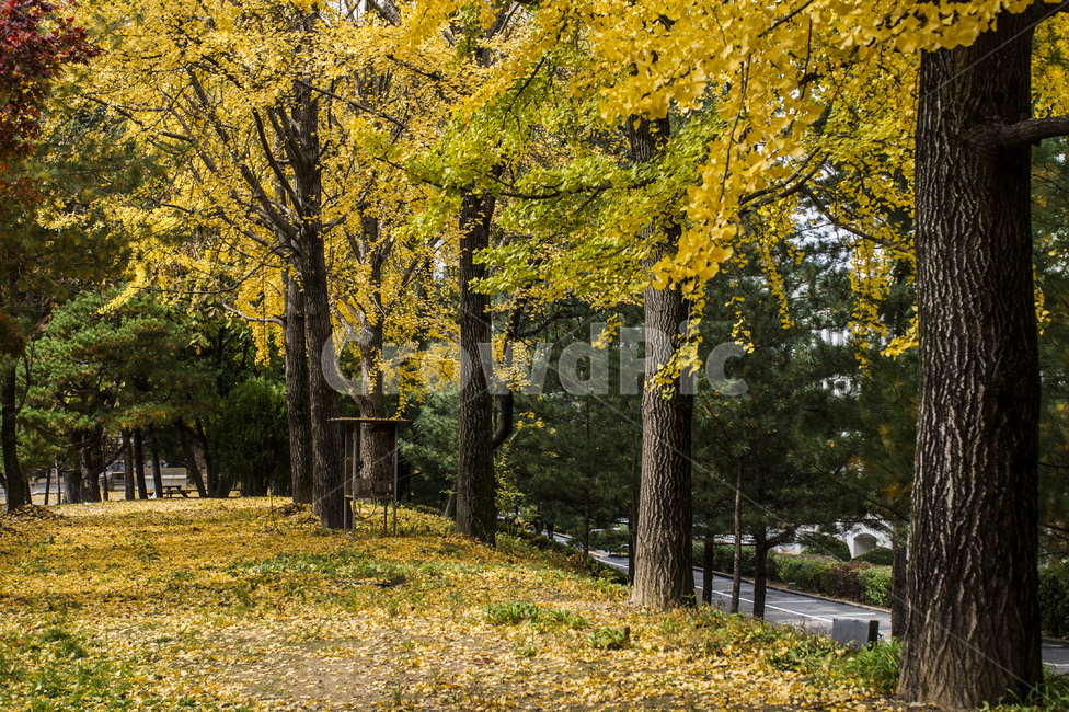 풍경,나무,은행나무,낙엽,은행나무잎,가을,계절,fall,autumn,season,자연,풍경,nature,landscape,식물,plants,나무,trees,wood,tree,plant,tree trunk,나무 줄기
