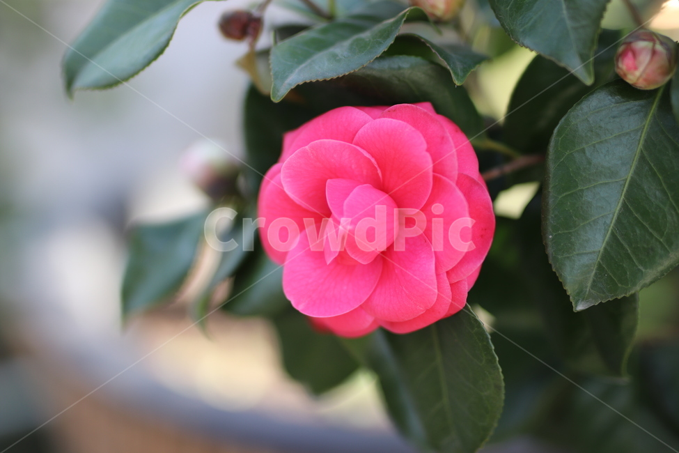 동백,동백꽃,겨울꽃,분홍색꽃,꽃,꽃,flower