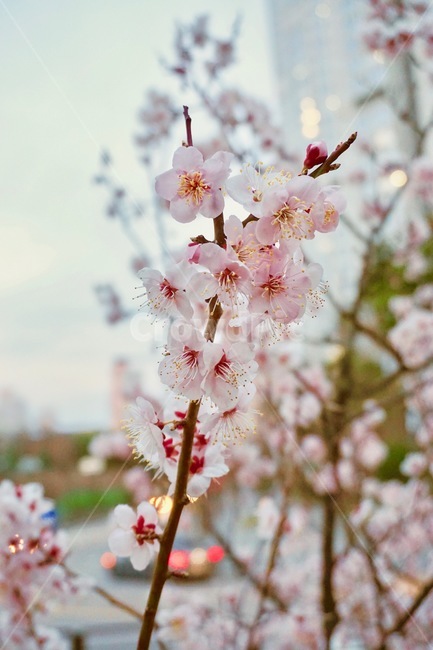 벚꽃,필름,봄,꽃,하늘,봄,계절,spring,season,plant,식물,flower,blossom