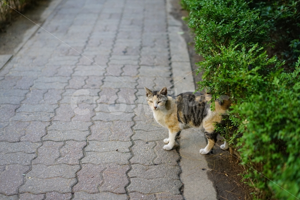 	고양이,동물,야옹이,캣,cat,냐옹이,냐옹,길,거리,일상,풍경,생명,길냥이,길가,일상사진,귀요미,동물,animal,포유류,mammal,고양이,cat,kitten,kitty