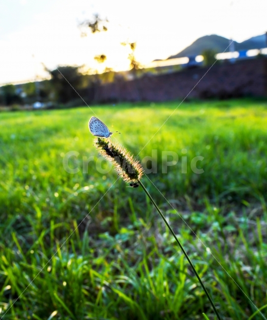 풍경,감성,강아지풀,나비,식물,식물,자연,plants,nature,곤충,벌레,insect,bug