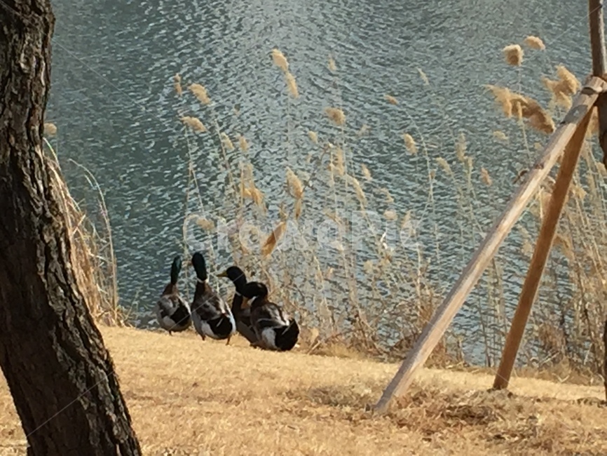 물오리,오리,청둥오리,오리나들이,오리와호수