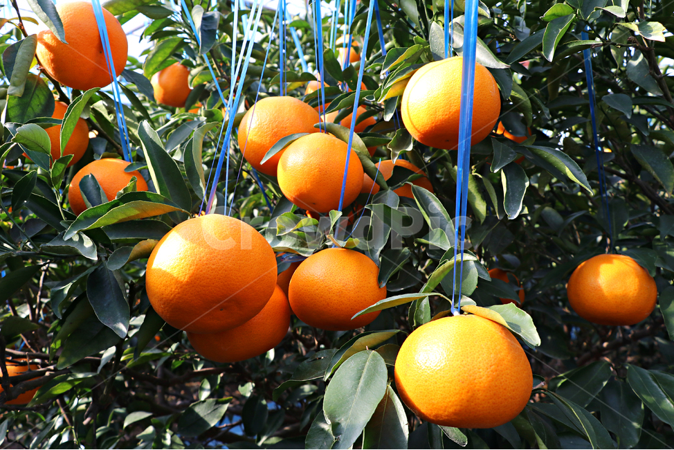 천혜향,제주천혜향,감귤류,감귤류과일,fruit,음식,cheonhyehyang,주황색과일,과일,과일,열매,fruit