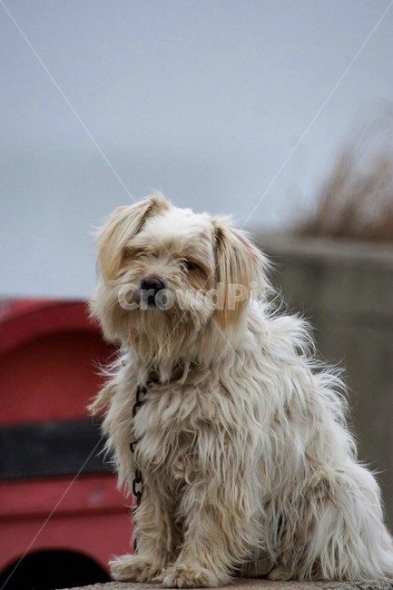 동물,개,흰털강아지,귀요미,animal,dog,white,흰색,삽살개,한국토종,자연,nature,동물,animal,포유류,mammal,개,강아지,dog,doggy