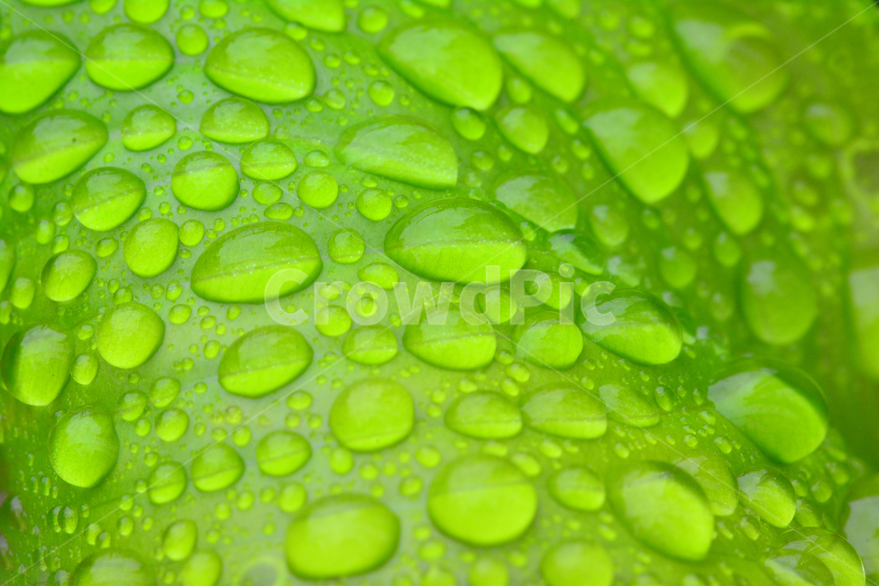 이슬,물방울,풀잎이슬,투명,빗방울,봄비,dew,water,맺히다,방울방울,plant,green,초록,싱그러운,신선한,맑은,아침이슬,해맑은,빗물,초본,영롱한,접사,마크로,클로즈업,fresh,clean,clear,natural,자연,식물,자연,plants,nature