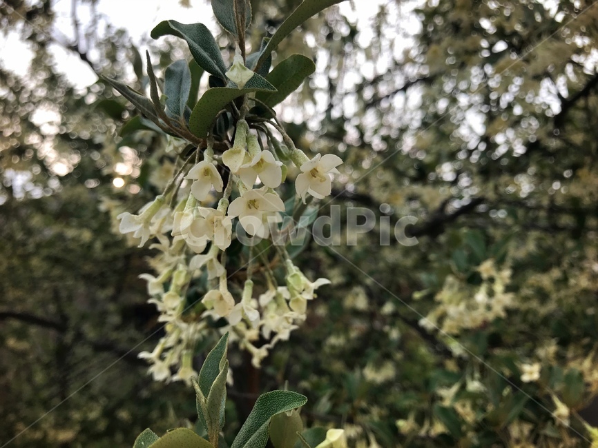 나무,식물,보리수,꽃,flower,식물,자연,plants,nature,꽃,flower