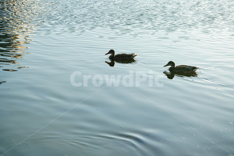 오리,새,생물,동물,duck,bird,생명,outdoors,옥외,animal,물,water,동물,animal,조류,새,birds
