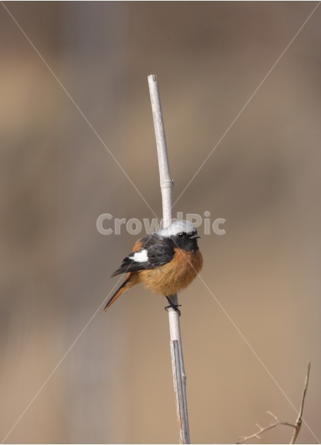 새,딱새,이쁜새,귀여움,한국의새,동물,animal,조류,새,birds