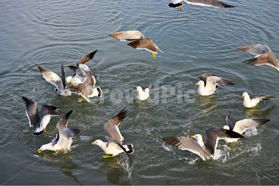 water,물,animal,동물,bird,새,flying,나는,비들기,바다,비상,새우깡,조류,자연,생태,동물,animal,조류,새,birds