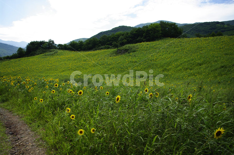 꽃밭,풍경,해바라기,꽃,flower,식물,plant,자연,풍경,nature,landscape,grassland,목초지,field,들,outdoors,옥외