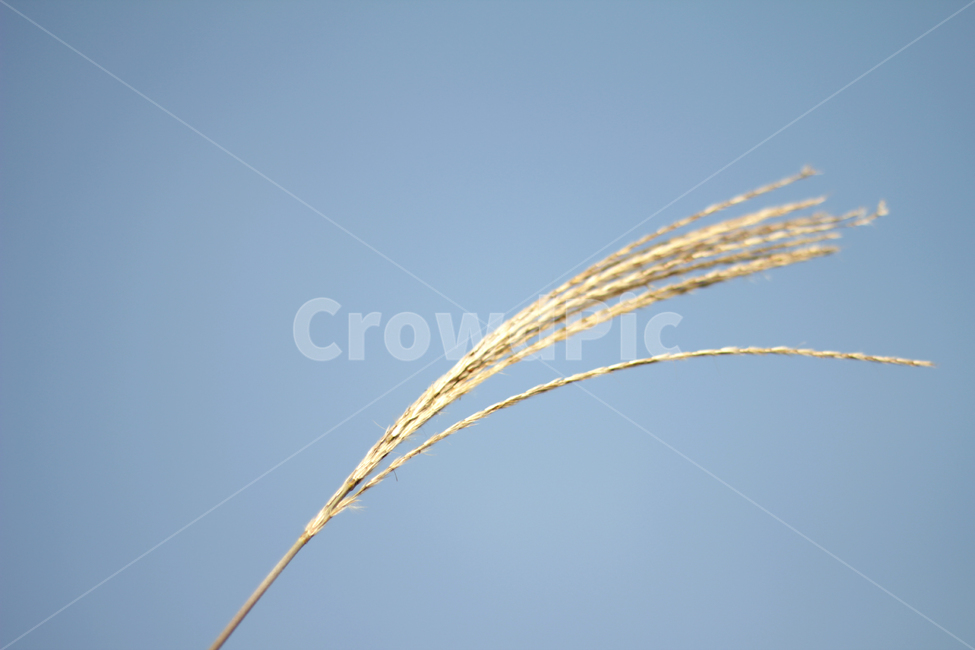 하늘,억새,plant,식물,sky,grass,갈대,nature,가을,계절,fall,autumn,season