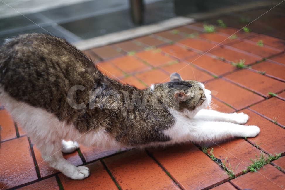 고양이,길고양이,길냥이,cat,kitty,반려동물,애완동물,귀여움,스트레칭,요가,요가고양이,고양이자세,kitten,cute,lovely,사랑스러움,사랑,애교,animal,street,streetcat,stray,straycat,wild,wildlife,wildcat,야생,야생고양이,stretching,stretchingcat,yoga,yogacat,동물,animal,포유류,mammal,고양이,cat,kitten,kitty
