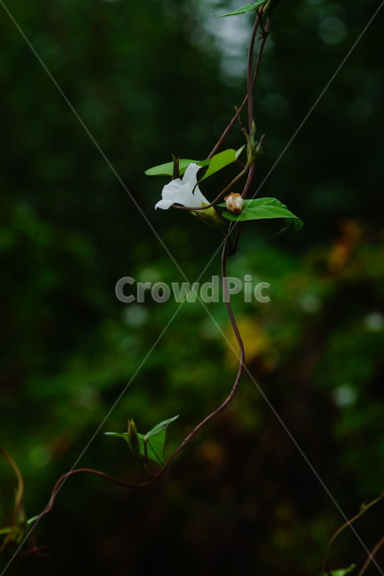flower,꽃,plant,식물,blossom,식물,자연,plants,nature,꽃,flower