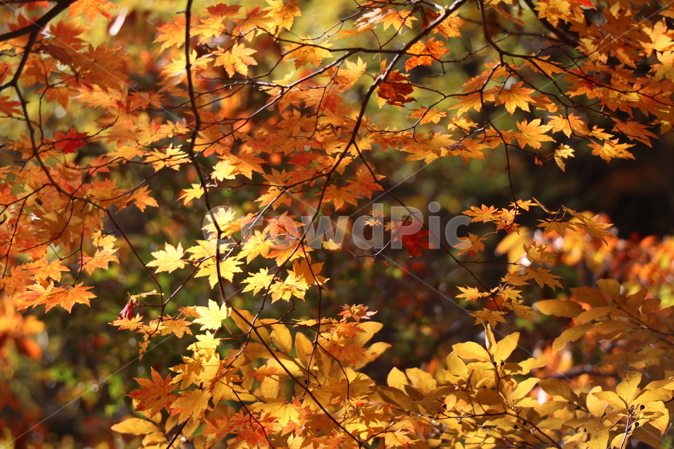 가을,햇살,단풍,단풍나무,숲,산책,가을,계절,fall,autumn,season,leaf,잎,plant,식물,tree,나무,maple