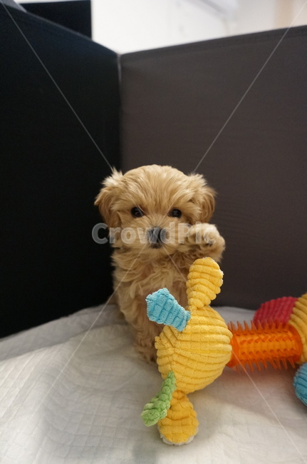 강아지,말티푸,퍼피,애견,puppy,maltipoo,동물,animal,포유류,mammal,개,강아지,dog,doggy
