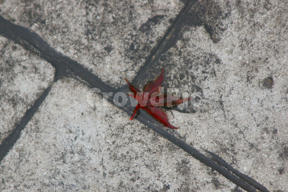 비오는날,흐린,흐림,비,plant,식물,leaf,잎,감성사진,가을,계절,fall,autumn,season