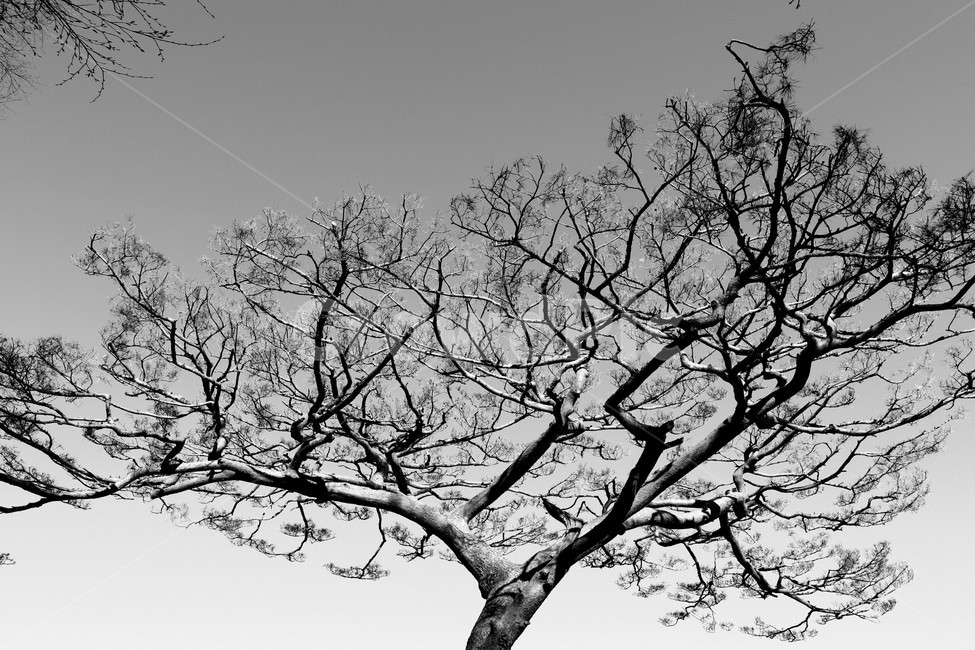 흑백,풍경,자연,겨울,나무줄기,나무,treetrunk,식물,tree,plant,분위기,나뭇가지,겨울나무,줄기,어두운