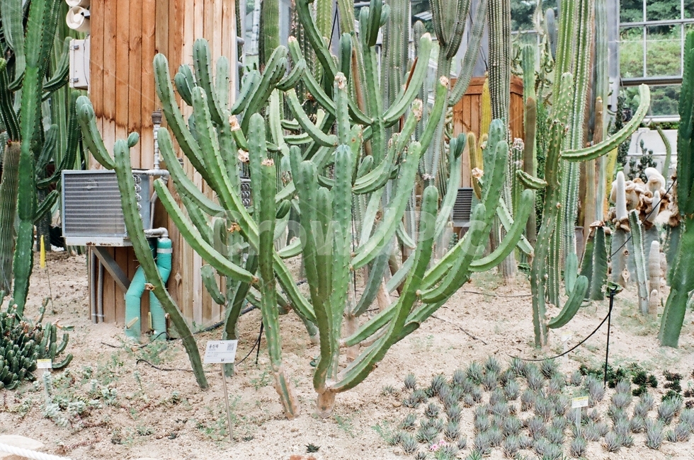 선인장,초록색,관엽식물,가시,식물,cactus,green,식물,자연,plants,nature