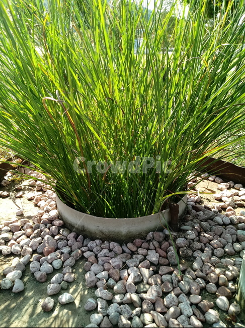 갈대,식물,reed,벼과,여러해살이풀,plant,겸가,노위,문견초,위근,위경,식물,자연,plants,nature