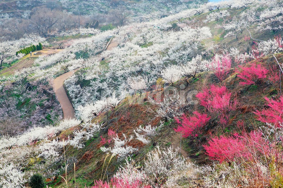 매화마을,봄,다압면,풍경,꽃,광양시,봄,계절,spring,season,자연,풍경,nature,landscape,outdoors,옥외,경치
